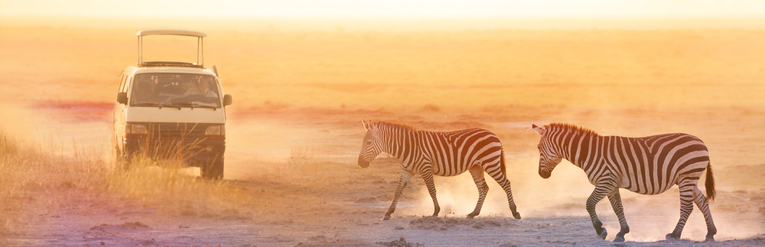 African Safari