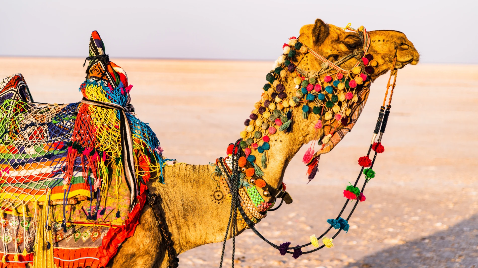 colourful camel