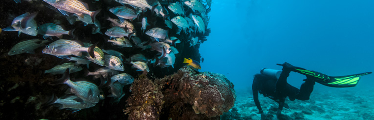 Divers Feet