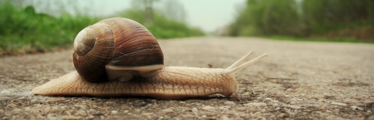 Snail