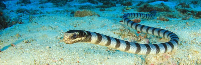 Sea snake