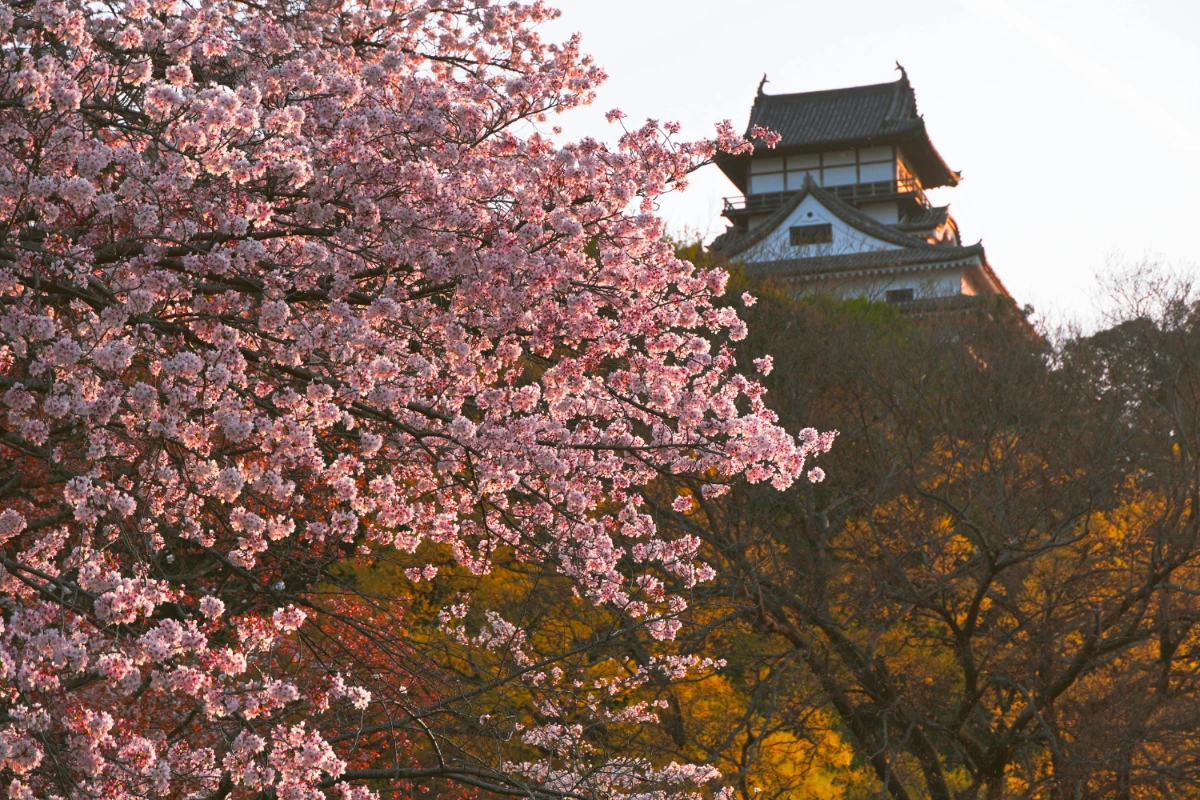 cherry blossoms and a japanese temple