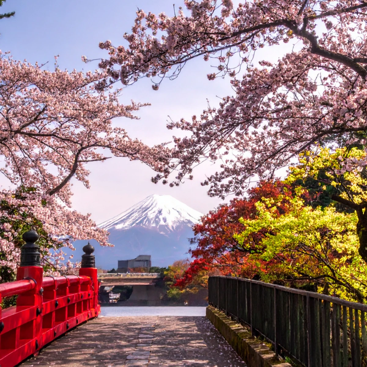 cherry blossoms in japan