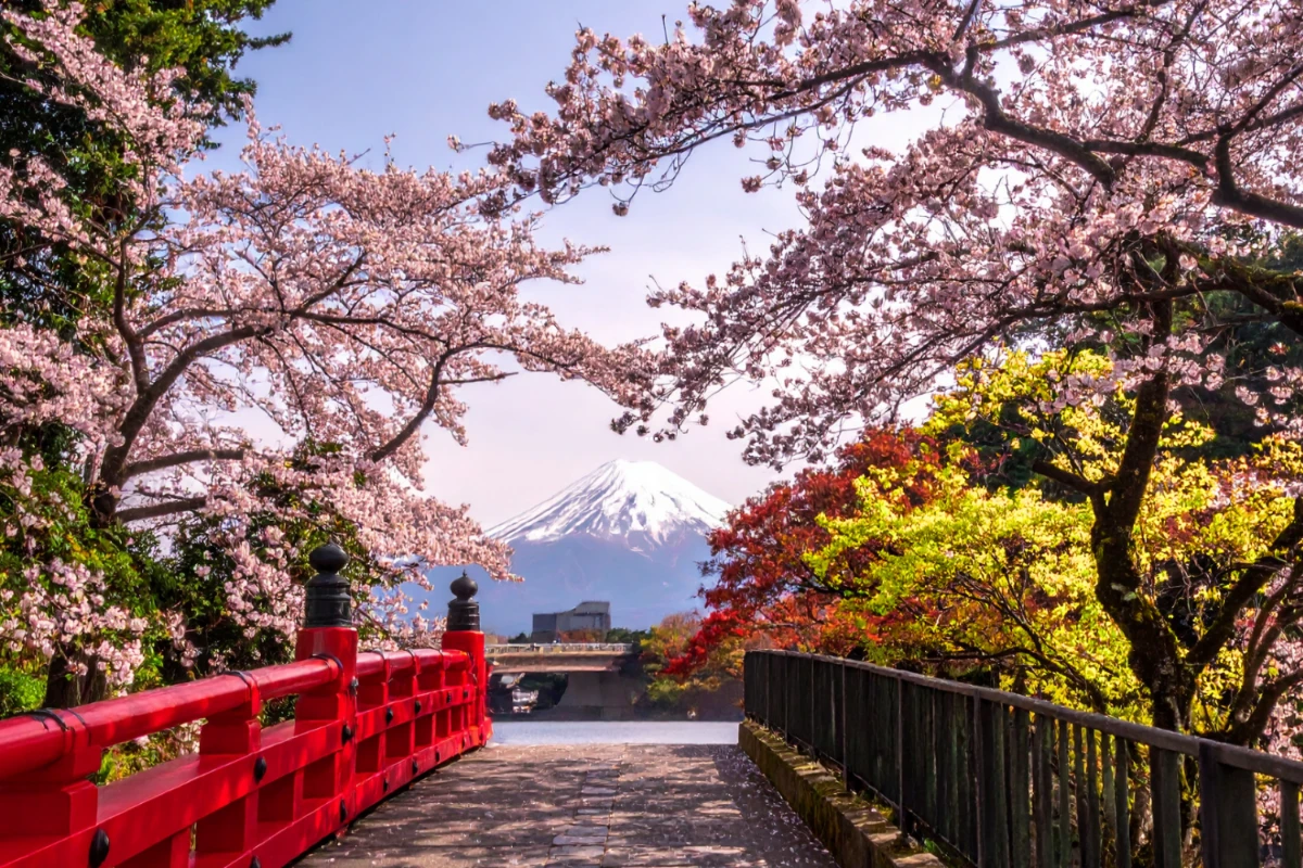 cherry blossoms