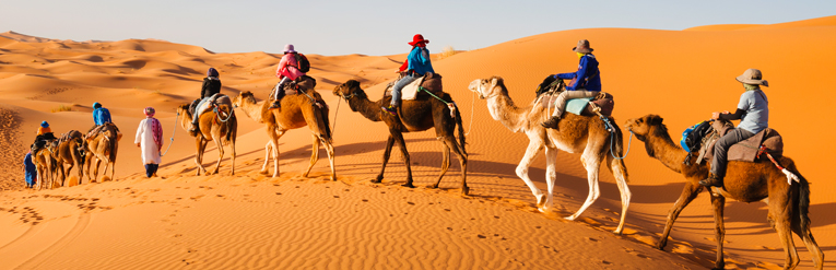 Camels in Morocco